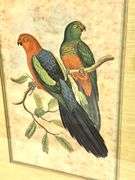 Custom Framed Bird Art - Robb & Stuckey Decor
