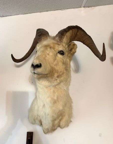 Special Holiday Auction Thursday July 3rd 5PM