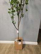 New 6.5ft Minimalist Artificial Citrus Tree