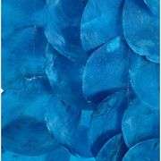 Blue Placuna Wind Chime on Driftwood, New