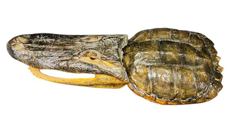 Finished Turtle Shell and Alligator Head