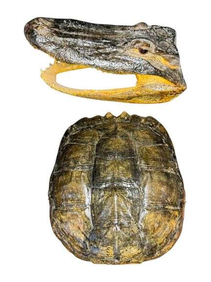 Finished Turtle Shell and Alligator Head