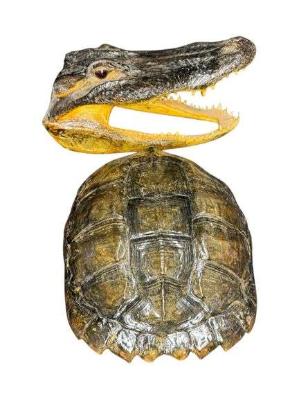 Finished Turtle Shell and Alligator Head