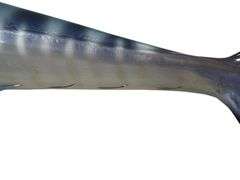Wahoo Fiberglass Taxidermy