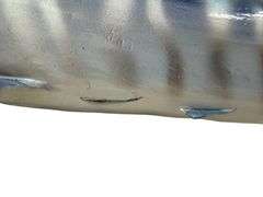 Wahoo Fiberglass Taxidermy