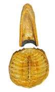 Finished Turtle Shell and Alligator Head