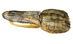 Finished Turtle Shell and Alligator Head