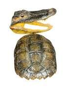 Finished Turtle Shell and Alligator Head