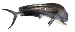 Large 42" Long Blue Dolphin Fish Wall Sculpture