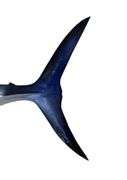 Wahoo Fiberglass Taxidermy