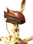 Large Driftwood with Swimming Fish - Wall Sculpture