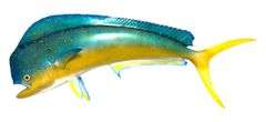 Large 42" Long Blue Dolphin Fish Wall Sculpture