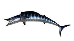 Wahoo Fiberglass Taxidermy